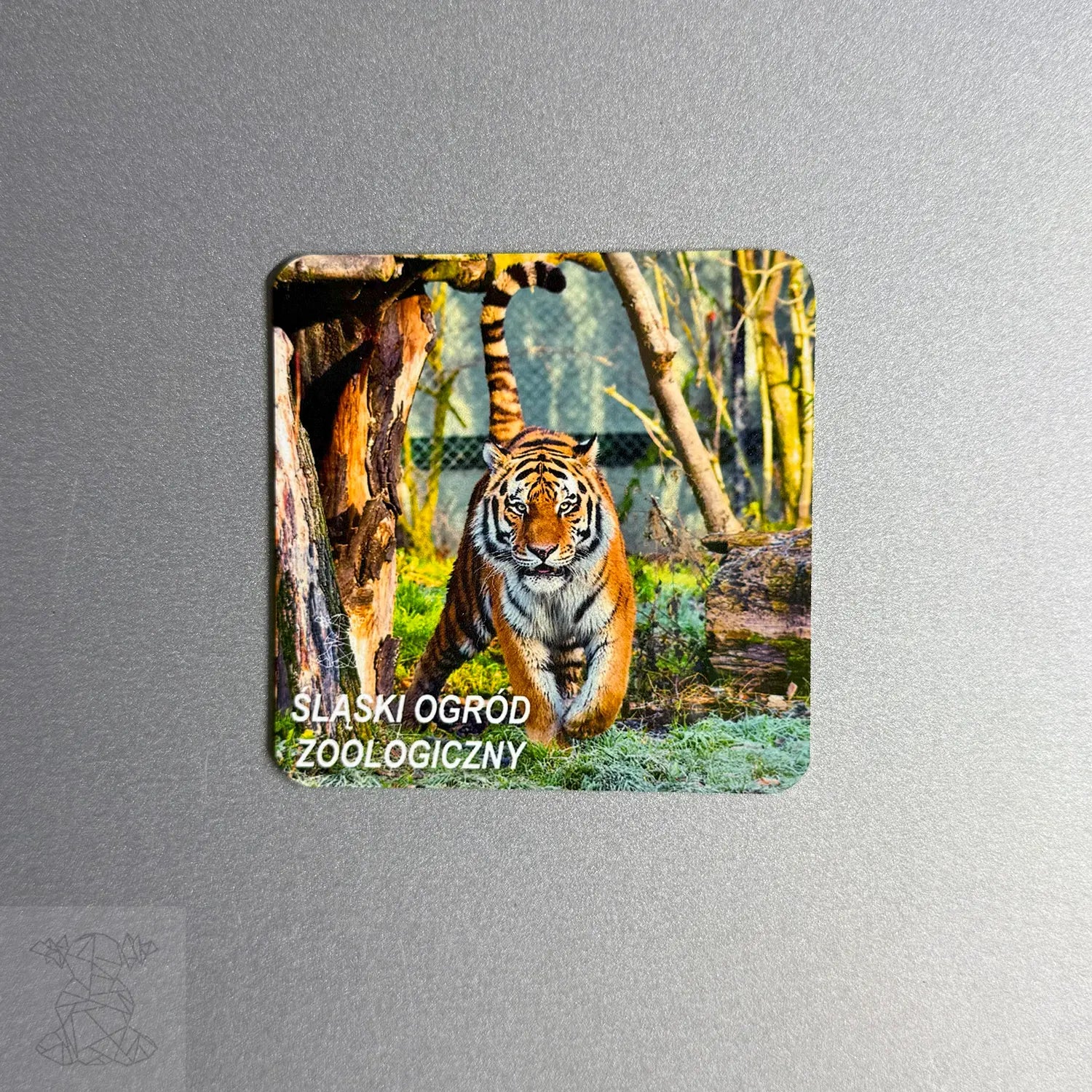 Custom metal magnet with a tiger from Śląski Ogród Zoologiczny, printed on a metallic surface — ideal for animal lovers and zoo-themed collections.